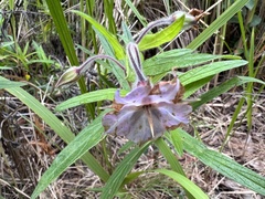 Trichodesma zeylanicum