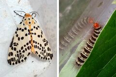 Juxtarctia multiguttata