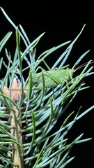 Tettigonia cantans