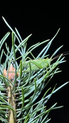 Tettigonia cantans