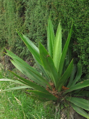 Furcraea cabuya