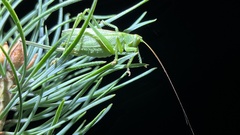 Tettigonia cantans