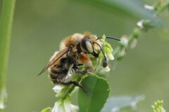 Megachile frigida