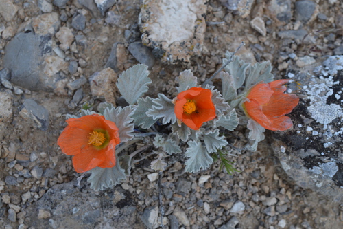 tufted globemallow (Sphaeralcea caespitosa var. caespitosa)