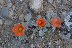 Sphaeralcea caespitosa