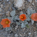 Sphaeralcea caespitosa - Photo (c) Lauren Baur, algunos derechos reservados (CC BY-NC-ND), subido por Lauren Baur