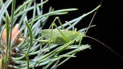 Tettigonia cantans