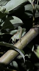 Tettigonia cantans