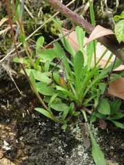 Noticastrum marginatum