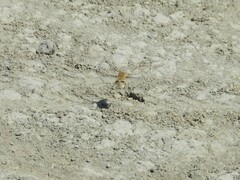 Heterostylum robustum