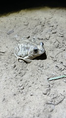 Pelobates vespertinus