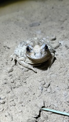 Pelobates vespertinus