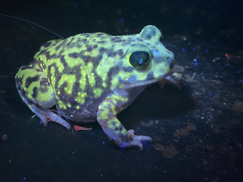 Couch's Spadefoot