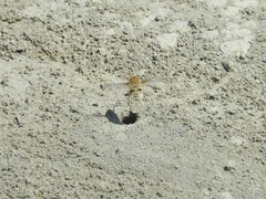 Heterostylum robustum