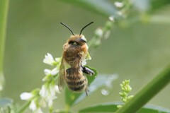 Megachile frigida