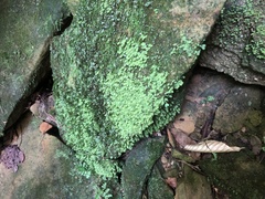Fissidens osmundioides
