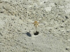 Heterostylum robustum