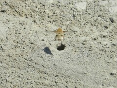 Heterostylum robustum