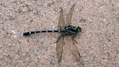 Sieboldius albardae