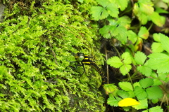 Polycanthagyna melanictera