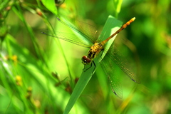 Sympetrum parvulum