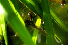 Anaciaeschna martini