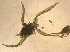 Ephemerum serratum