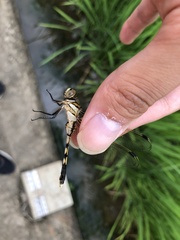 Orthetrum albistylum speciosum