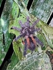 Avicularia hirschii