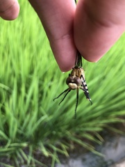 Orthetrum albistylum speciosum