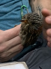 Malacoptila semicincta