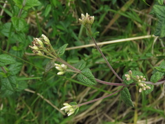 Chromolaena bullata