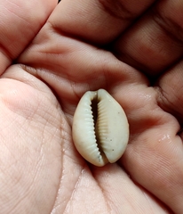 Naria erosa
