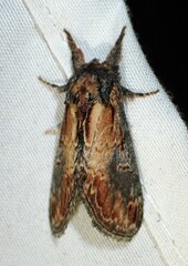 Notodonta scitipennis