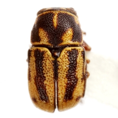 Pachybrachis chester