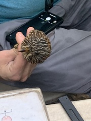 Malacoptila semicincta