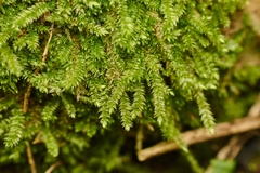 Catagoniopsis berteroana