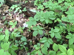 Rubus furtivus