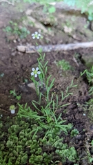 Mononeuria cumberlandensis