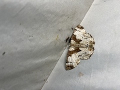 Pachyodes subtritus