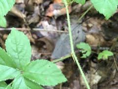 Rubus furtivus