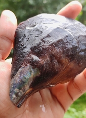 Atrina vexillum