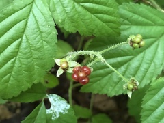 Rubus furtivus