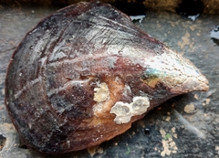 Atrina vexillum