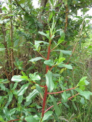 Escallonia discolor