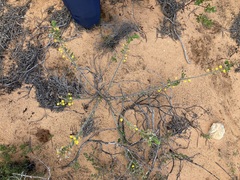 Acacia idiomorpha
