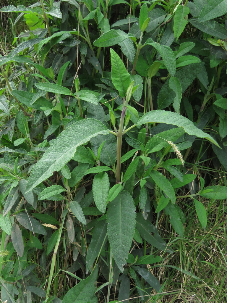 Lepechinia salviifolia from Subachoque, Cundinamarca, Colombia on July