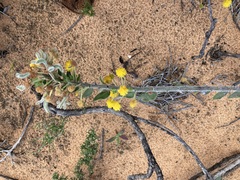 Acacia idiomorpha
