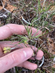 Stylidium Cone Flower (Conostylis stylidioides)