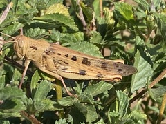 Austracris basalis